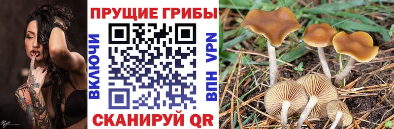 Галлюциногенные грибы прущие грибы  Купить  Кушва 